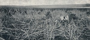 Piantagione di Manioca, 1895