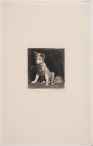 Il cane e l