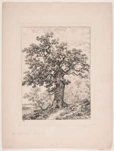 La quercia di Niels Ebbesen. Bosco di Gyllingnæs da Axel Schovelin