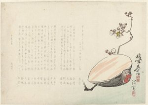 Conchiglia da Ayaoka Yûshin