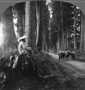 La strada sacra per Nikko, Giappone