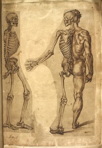 Scheletro umano e mezza figura, da 