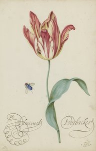 Studio di un tulipano e una mosca da Balthasar van der Ast