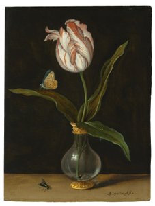 Il tulipano 