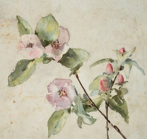 Rami di fiori rosa da Barbara Leigh Smith Bodichon