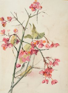 Fiori rosa da Barbara Leigh Smith Bodichon