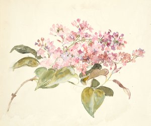 Fiori rosa da Barbara Leigh Smith Bodichon