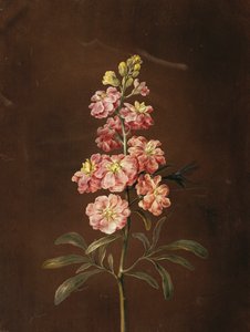 Un Fiore Rosa con una Libellula da Barbara Regina Dietzsch