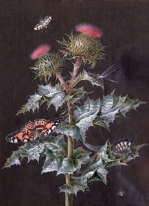 Studio di un cardo con insetti