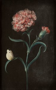 Serie di quattro nature morte con farfalle