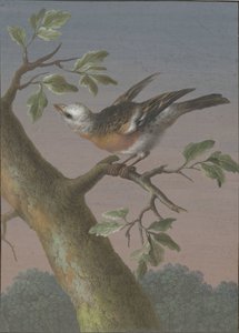 Sparviero delle nevi (serie Quattro gouaches di uccelli) da Barbara Regina Dietzsch