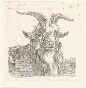 Testa di un caprone