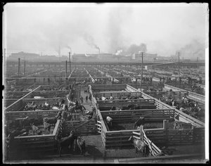 Recinti per il bestiame agli Union Stock Yards, Chicago, Illinois, USA, c.1900 da Barnes and Crosby