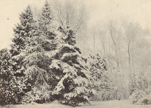 Paesaggio di abeti sotto la neve da Baron A. Fays