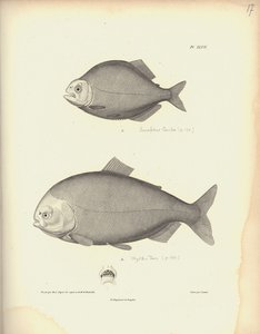 Characidae, Pl. XLVII, inciso in acciaio da Coutant dopo un