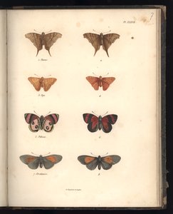Lepidotteri, Pl. XXXVII, illustrazione da 
