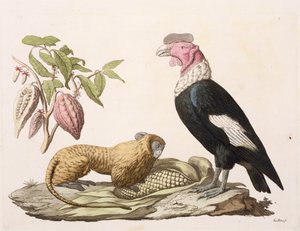Scimmia leone e condor, nativi del Cile o dell