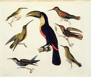 Uccelli nativi, incluso il Tucano (centro), Amazzonia, Brasile, da 