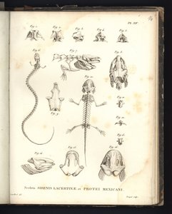 Sceleta Strenis Lacertinae et Protei Mexicani, tavola XIV, Osteologia della sirenomelia e axolotl