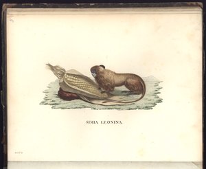 Simia leonina, Pl.V, illustrazione da Beobachtungen aus der Zoologie und Vergleichenden Anatomie da Baron Friedrich Alexander von Humboldt