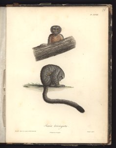 Simia trivirgata, Pl.XXVIII, incisione in acciaio di Louis Bouquet (1765-1814) dopo un
