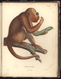 Simia ursina, Pl.XXX, illustrazione da Recueil d