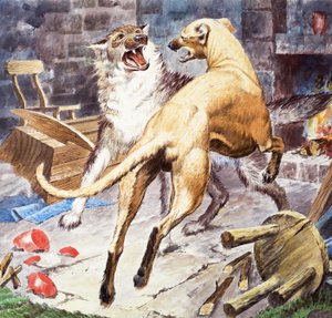 Coraggioso Gelert