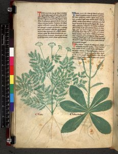 Egerton 747 f.101v Tractatus de Herbis, c.1280-1310 da Bartholomaei Mini de Senis
