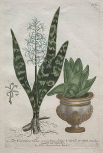 Aloe