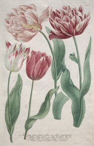 Tulipani da Bartholomaus Seutter