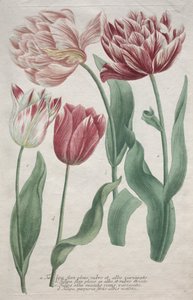 Tulipani da Bartholomaus Seutter