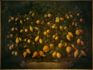 Arance amare, cedri e limoni