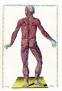 Tabulae anatomicae da Bartolomeo Eustachi