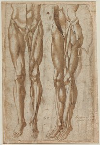 Due Studi di un Uomo Scorticato (recto) da Bartolommeo da Arezzo