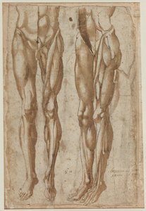 Due studi di un uomo scorticato recto studio di un torso scorticato verso, 1554