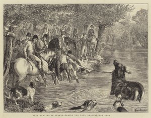 Caccia al Cervo nel Surrey, cattura del Cervo, Shackleford Pond