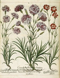 Caryophyllus, da 