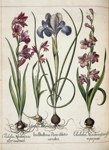 Gladiolo e iris, da 