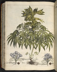 Helleborus, illustrazione da 
