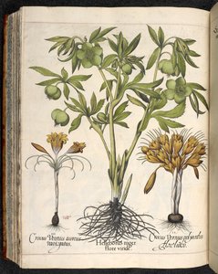 Helleborus niger, Crocus vernus, da Hortus Eystettensis, di Basilius Besler da Basilius Besler