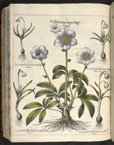 Helleborus niger, illustrazione da 