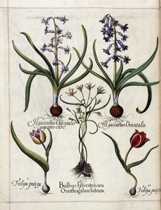 Giacinto e tulipano, da 