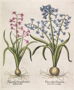 Hyacinthus orientalis, 1613 da Basilius Besler