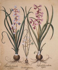 Hyacinthus orientalis mixtus-Ornithogalum minus-Hyacinthus orientalis veriegatus da Basilius Besler