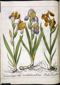 Iris, da 