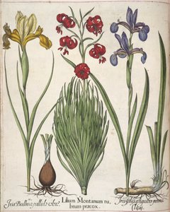 Iris, da 