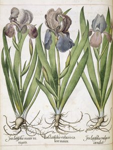 Iris, da 