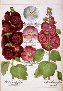 Malva Hortensis, da 