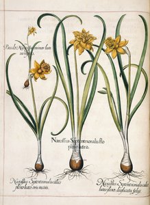 Narciso, da 