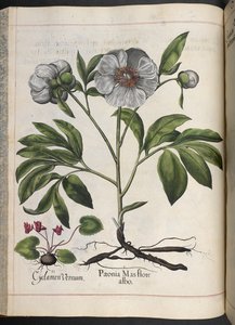 Cyclamen Vernum, Paonia Mas flore albo, da Hortus Eystettensis, di Basilius Besler da Basilius Besler